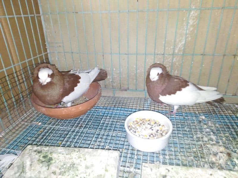 حمام اجنبي 6