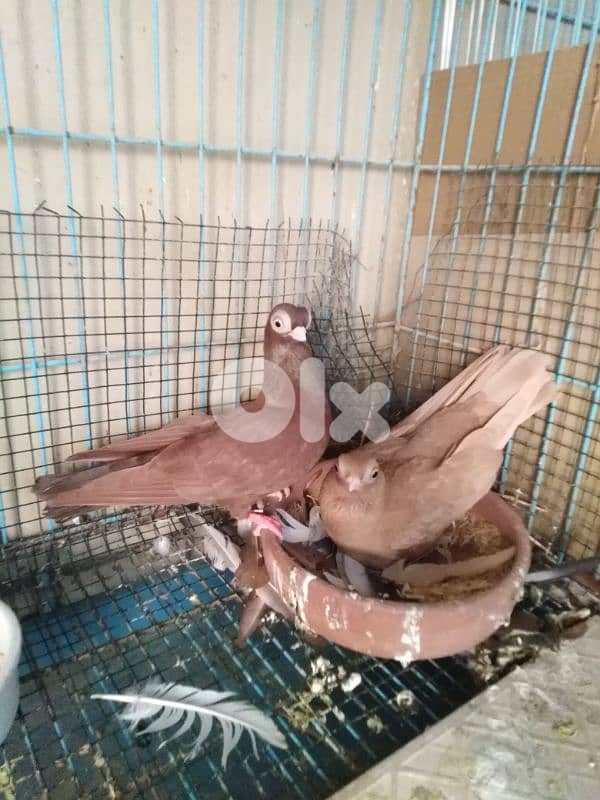 حمام اجنبي 7