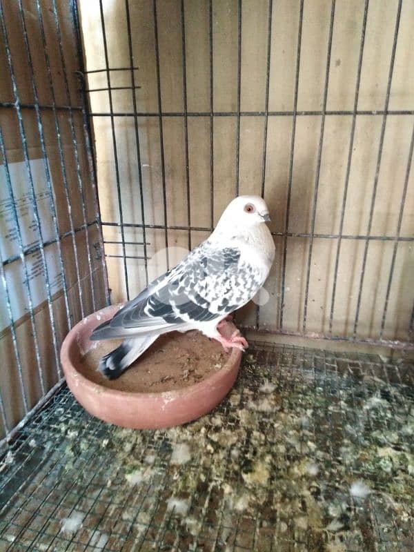 حمام اجنبي 8