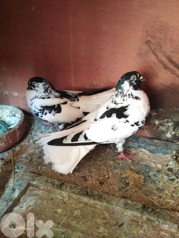 حمام اجنبي 9