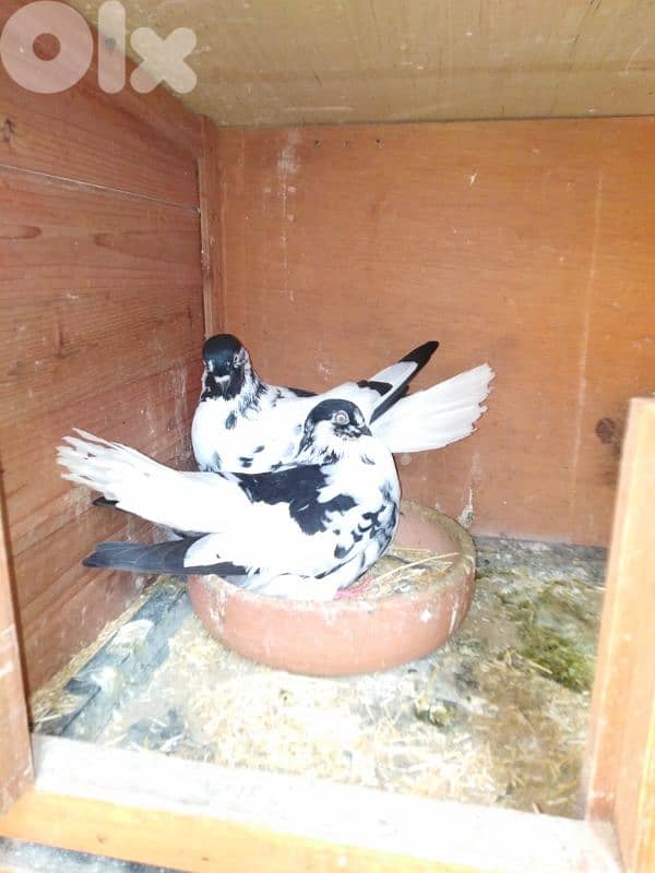 حمام اجنبي 10