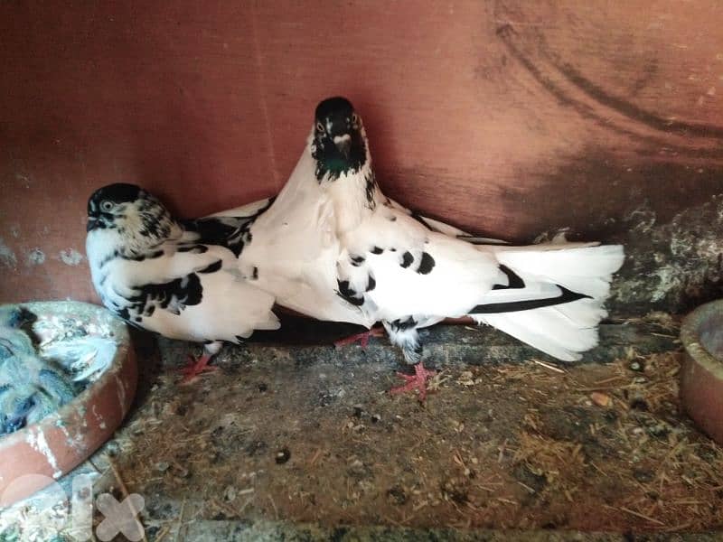 حمام اجنبي 11