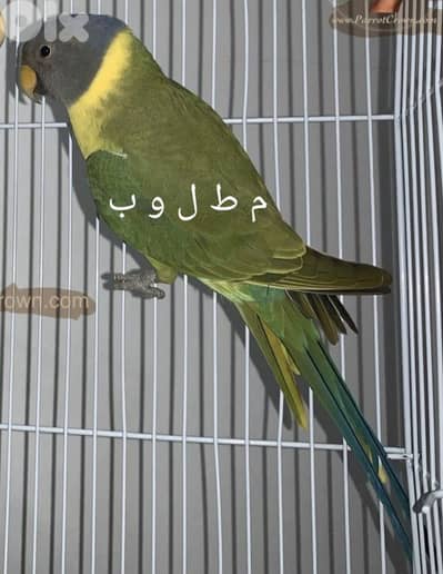 يوجد بلوم  هيد باروت دكر للتبادل عل  انثى وعدة طيور للبيع