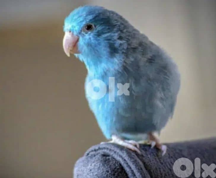 يوجد بلوم  هيد باروت دكر للتبادل عل  انثى وعدة طيور للبيع 1