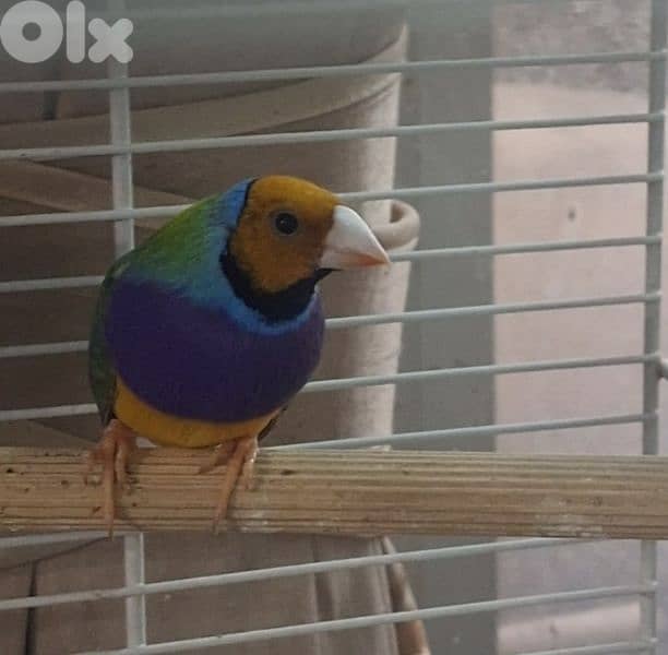 يوجد بلوم  هيد باروت دكر للتبادل عل  انثى وعدة طيور للبيع 3