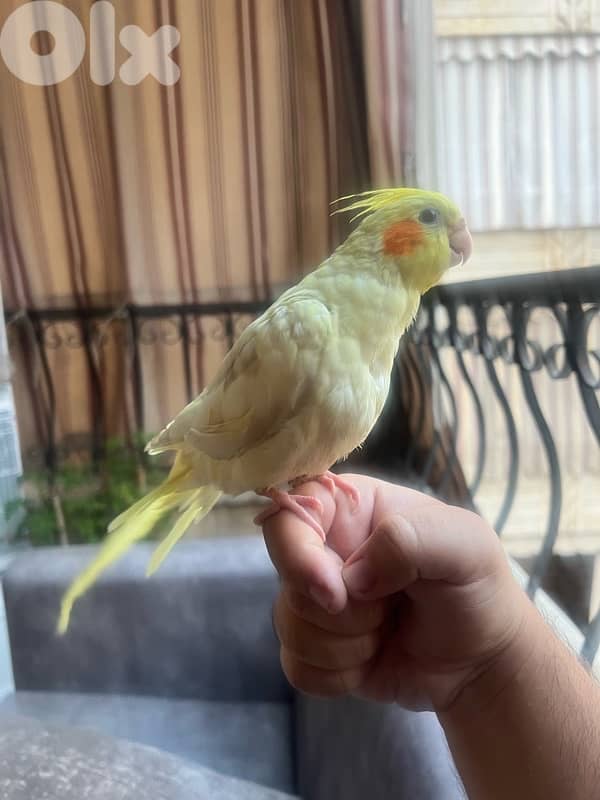 كروان اليف جداً 0