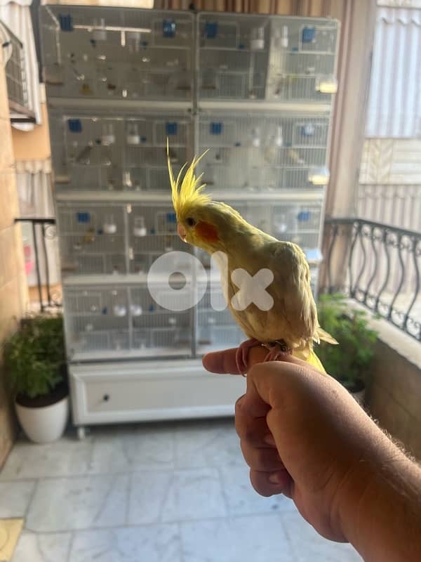 كروان اليف جداً 1