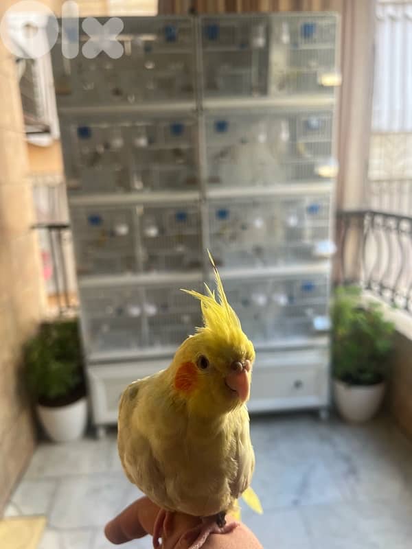 كروان اليف جداً 2