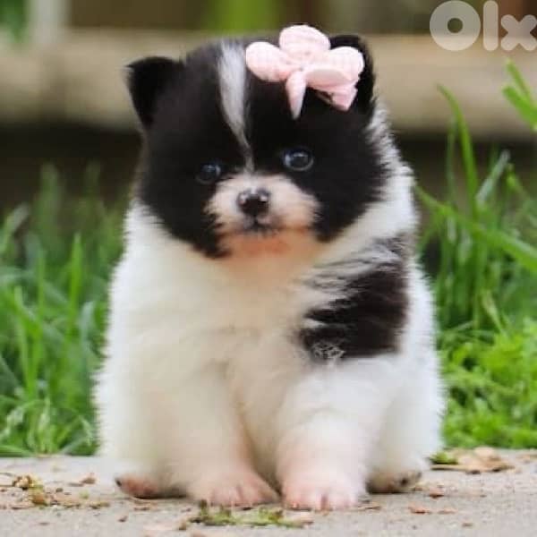 pomeranian spitz Tiny Small Black and White 0