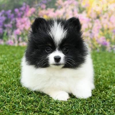 Black and white Pomeranian Spitz puppy Delivery