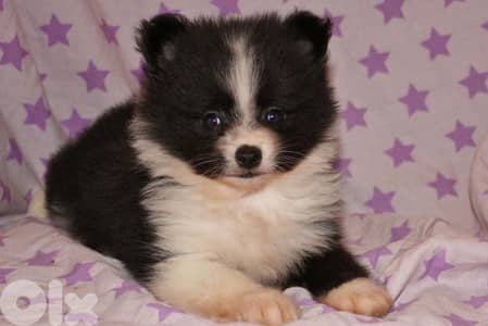 white & black Pomeranian spitz Delivery