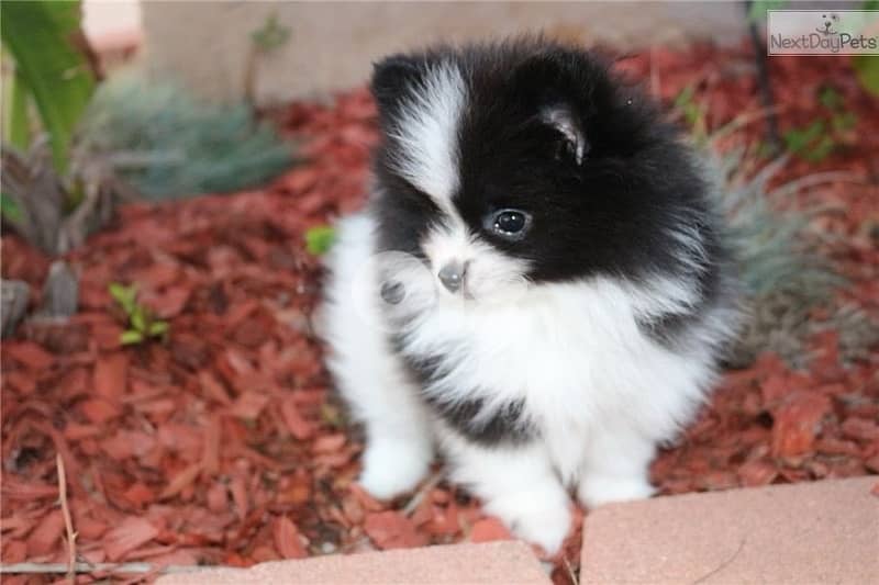 Pomeranian Spitz Black and white puppy 0
