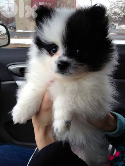 pomeranian Spitz puppy