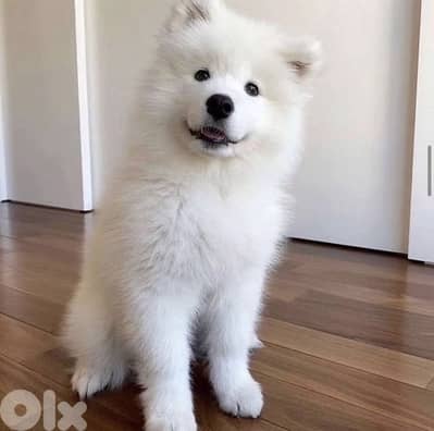 Samoyed Puppy imported