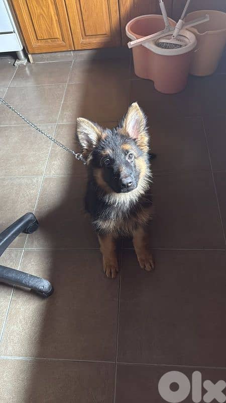 very friendly pure dog 0