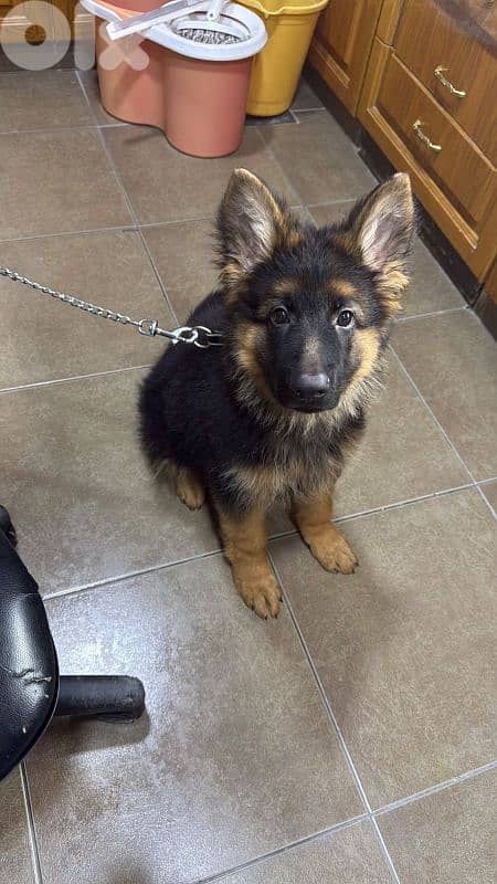 very friendly pure dog 1