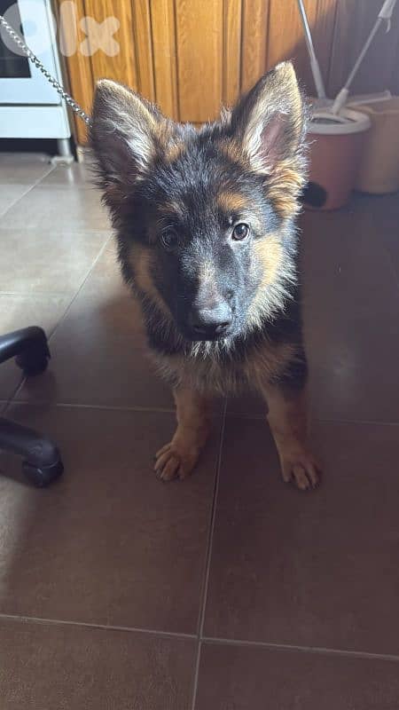 very friendly pure dog 2