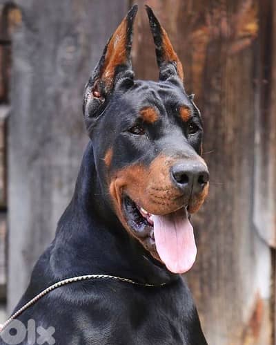 doberman European