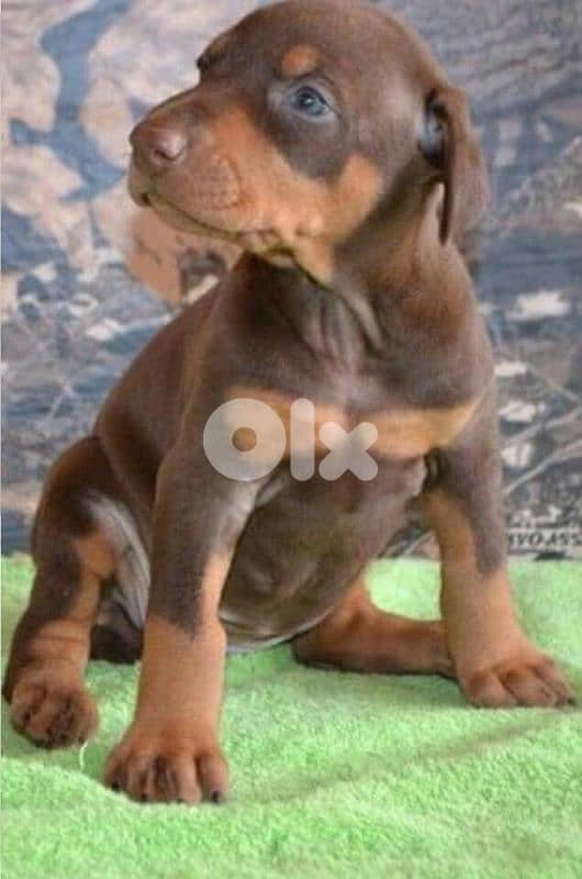 doberman European 1