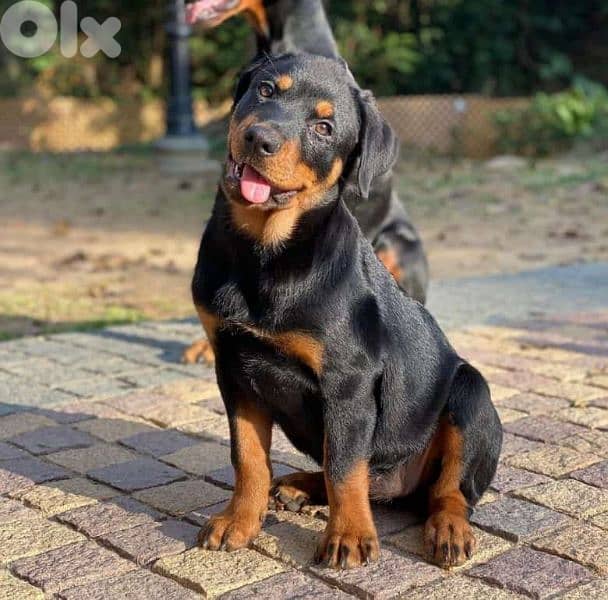 doberman European 2