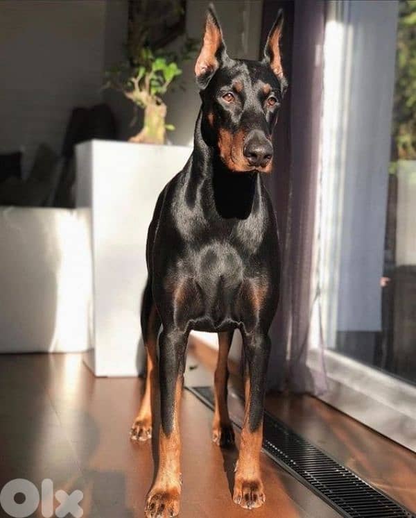 doberman European 4