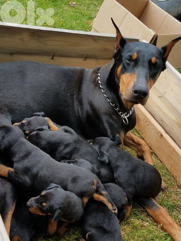 doberman European 6