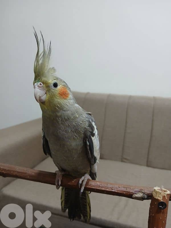 فرخ كروان لاتينو 1