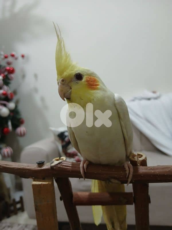 فرخ كروان لاتينو 2