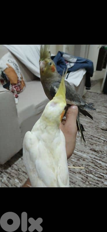 فرخ كروان لاتينو 3