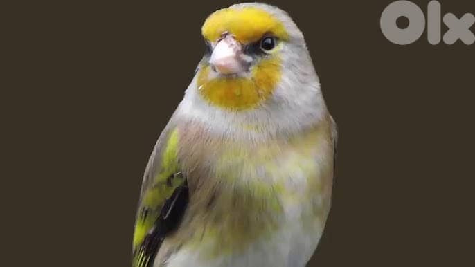 نغل صوت سوبر للتواصل : 70/288627 0