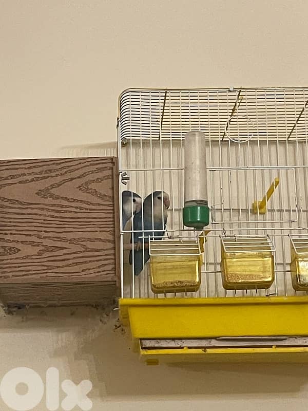 جوز فراخ ببغاء  كونيور 6