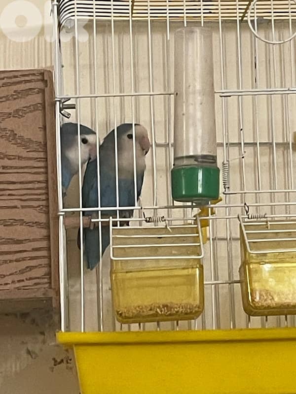 جوز فراخ ببغاء  كونيور 7