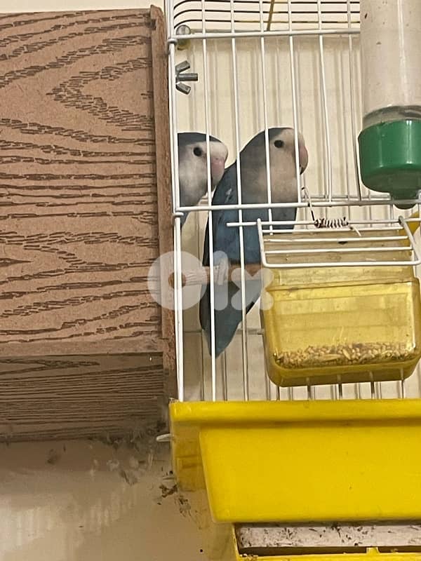 جوز فراخ ببغاء  كونيور 8