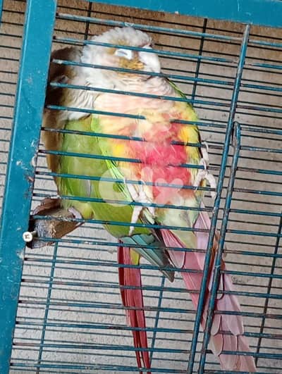 conure pineapple