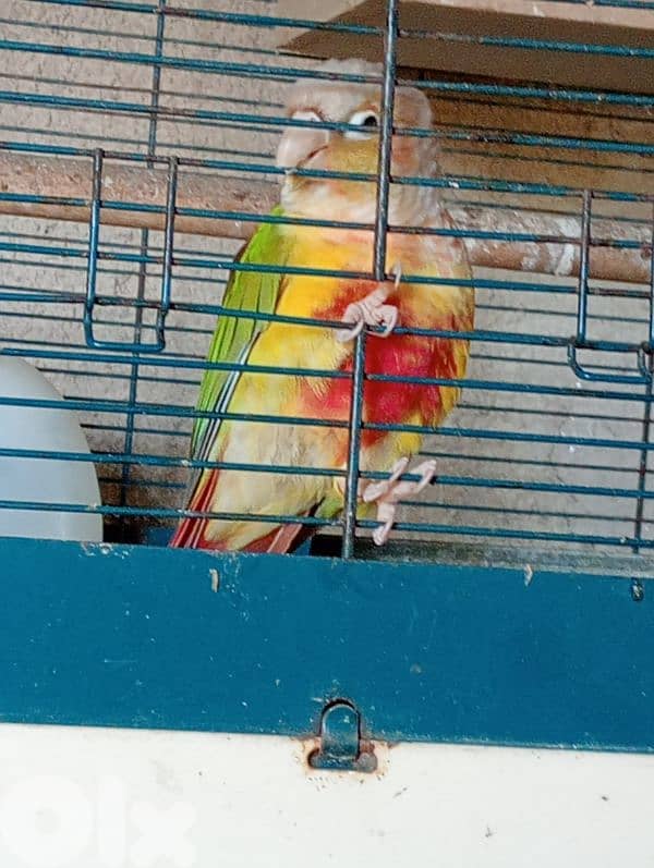 conure pineapple 1