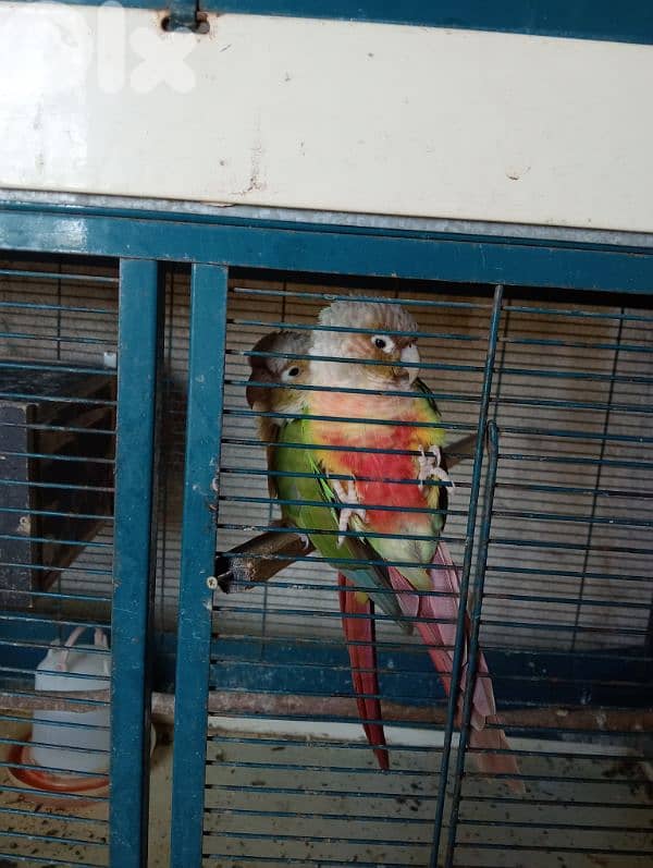 conure pineapple 2