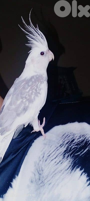 دكر كروان وايت فيس جاهز عمرو سنة ونص أليف بنغم