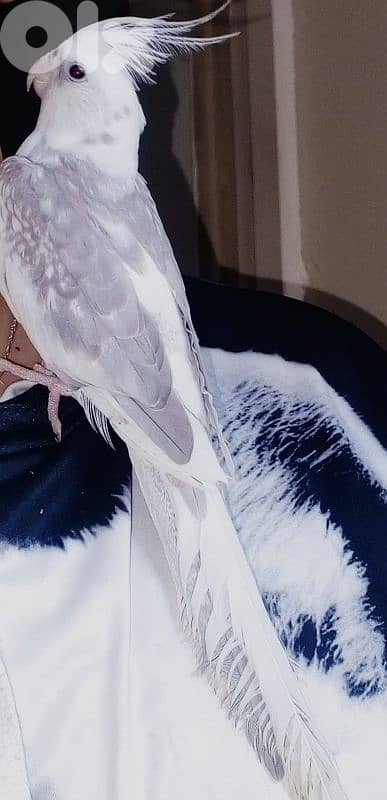 دكر كروان وايت فيس جاهز عمرو سنة ونص أليف بنغم 1