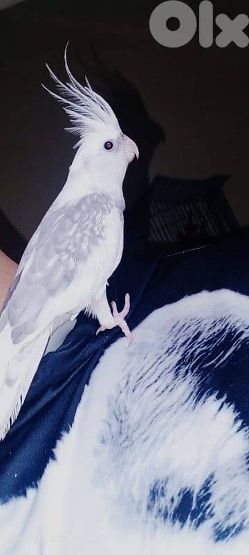 دكر كروان وايت فيس جاهز عمرو سنة ونص أليف بنغم 2