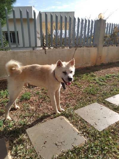 Japenese Akita