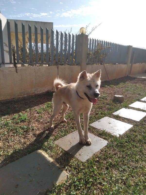 Japenese Akita 2