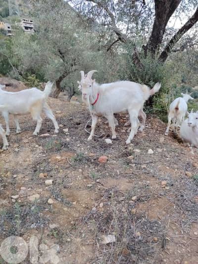 ماعز سويسري اصلي