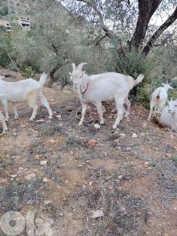 ماعز سويسري اصلي 0