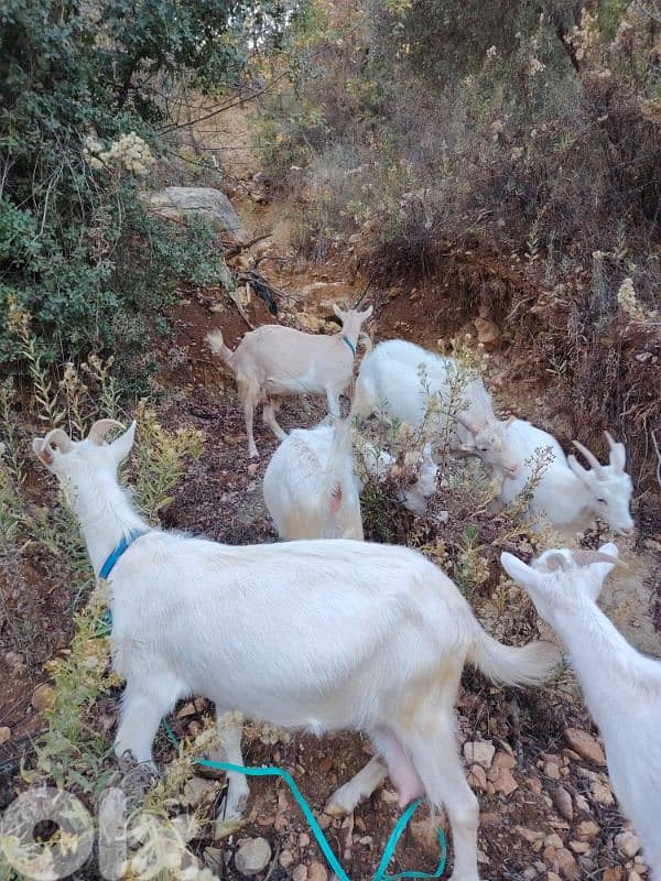 ماعز سويسري اصلي 3