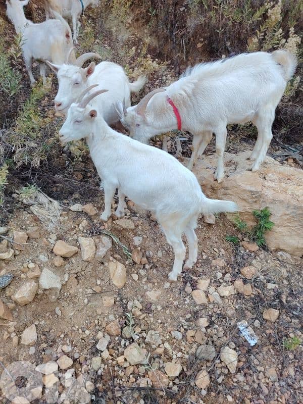 ماعز سويسري اصلي 4