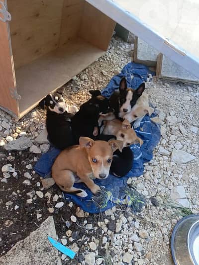 Puppies for sale