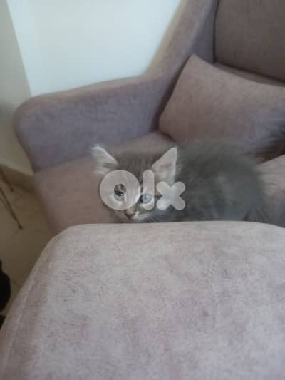 for sale 2 mounth persian male cat