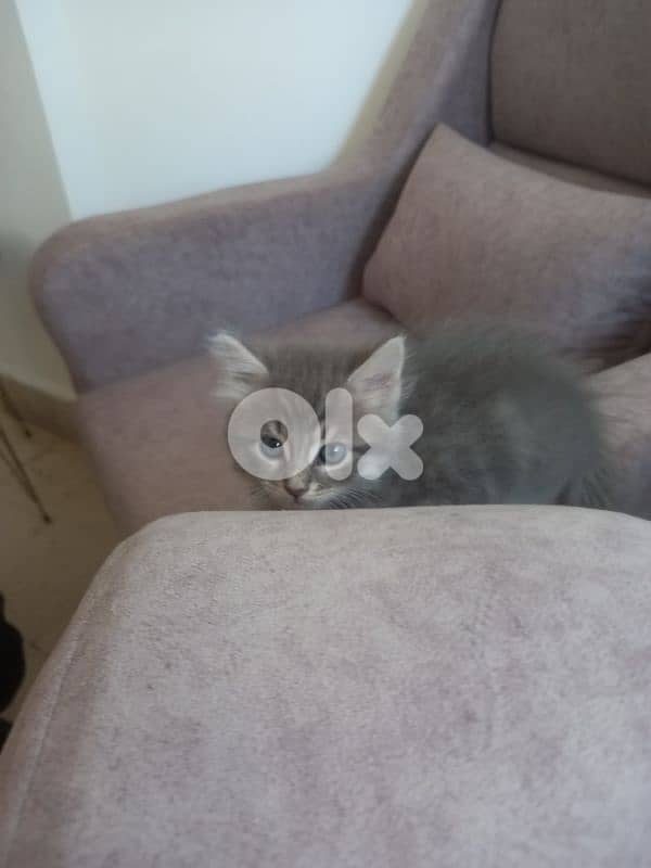 for sale 2 mounth persian male cat 0