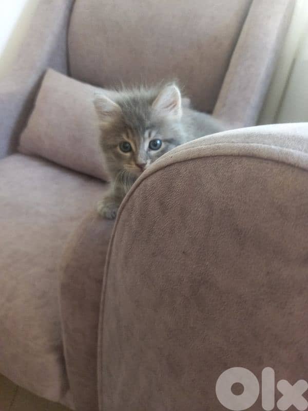 for sale 2 mounth persian male cat 1