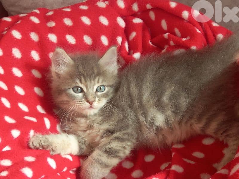for sale 2 mounth persian male cat 2